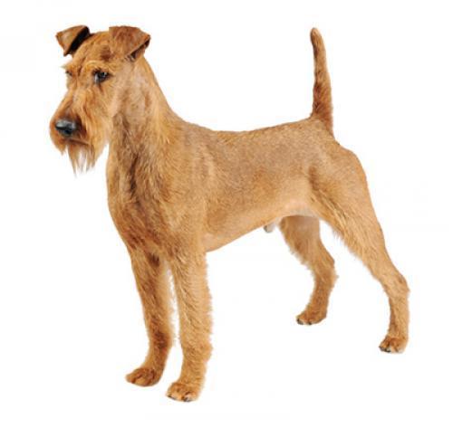 Ирландский терьер