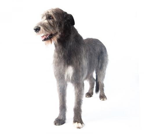 Ирландский волкодав