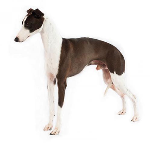 Итальянская левретка