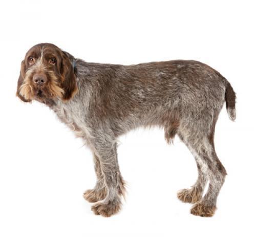 Итальянский спиноне