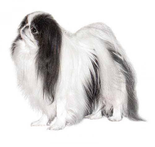 Японский хин