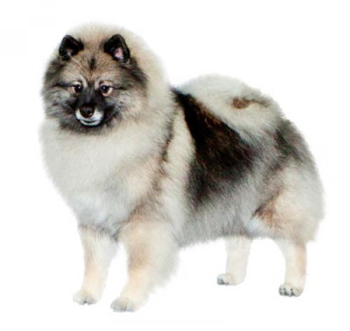 Немецкий вольфшпиц