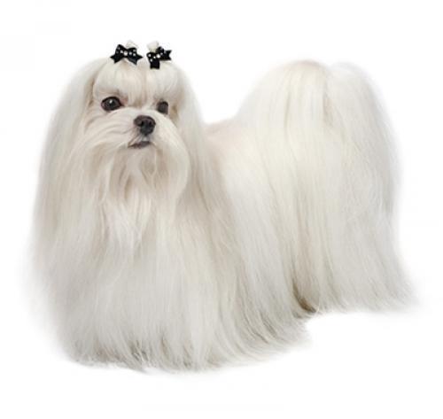 Мальтийская болонка