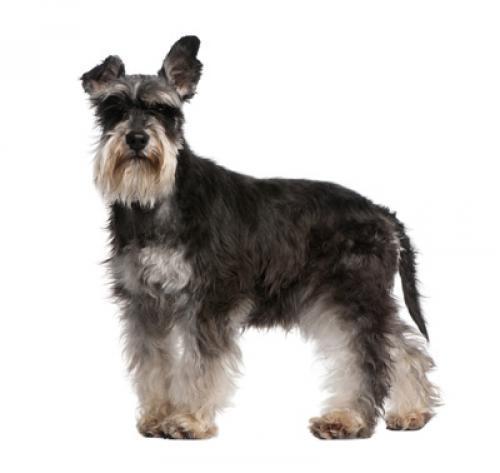 Миниатюрный шнауцер