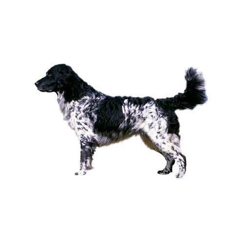 Мюнстерлендер (большой)