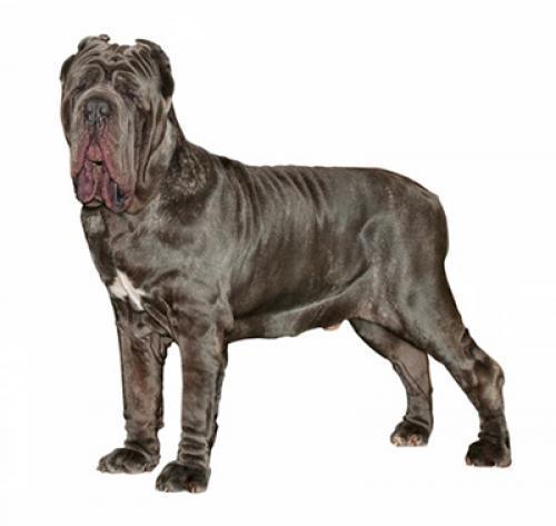 Неаполитанский мастиф