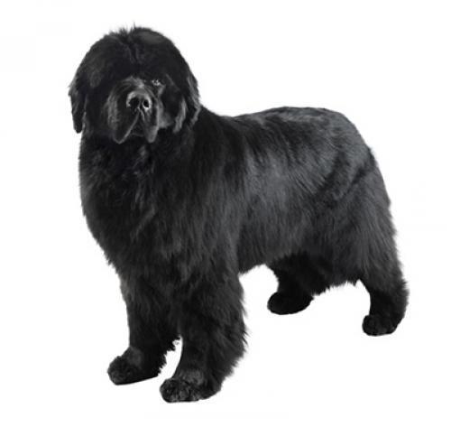 Ньюфаундленд