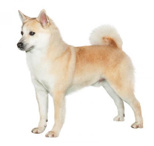 Норвежский бухунд