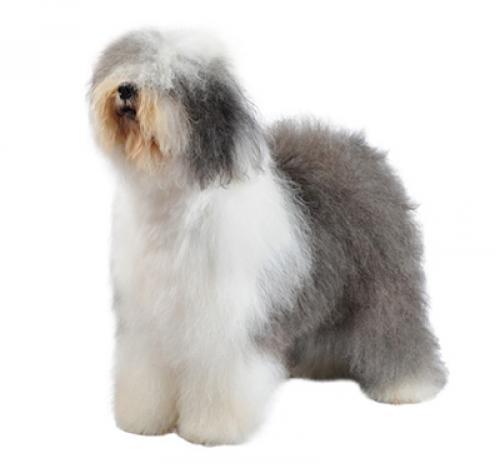 Бобтейл (староанглийская овчарка)