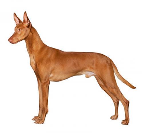 Фараонова собака