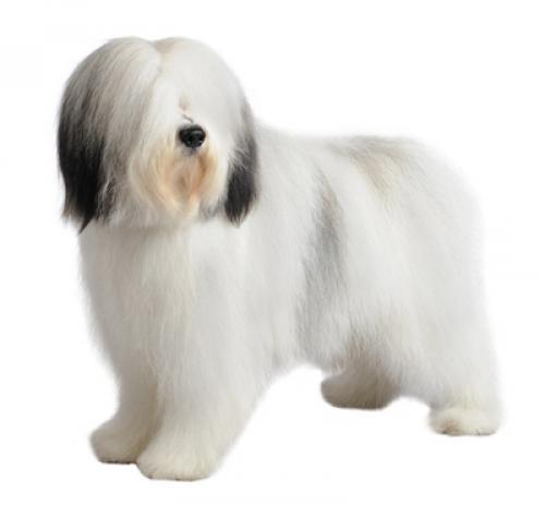 Польская низинная овчарка