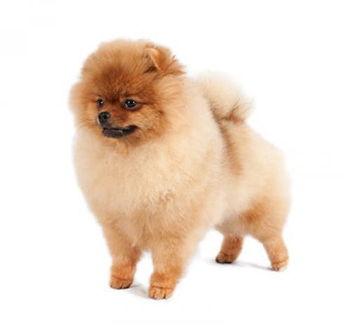 Померанский шпиц