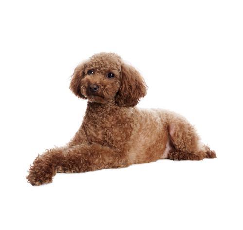 Карликовый пудель