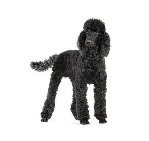 Пудель стандартный