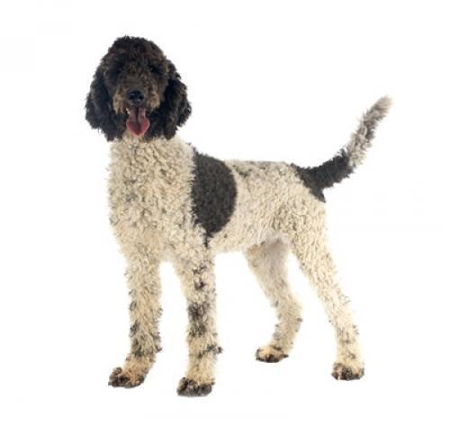 Португальская водная собака