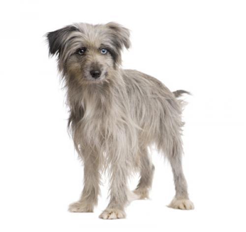 Пиренейская овчарка