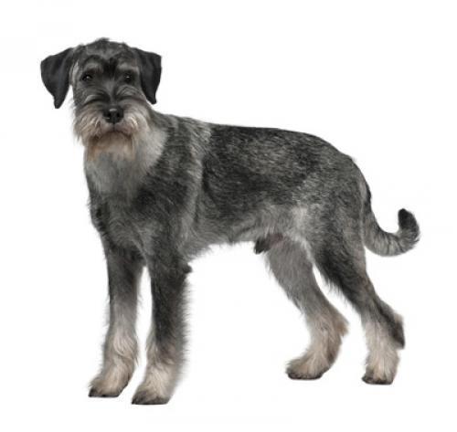 Миттельшнауцер