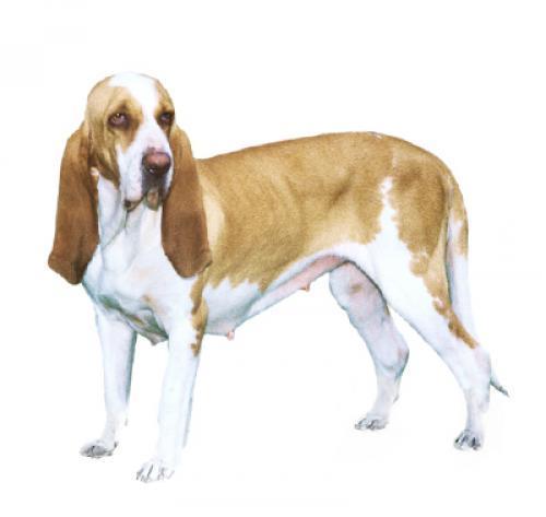 Итальянский сегуджо (короткошерстный/гладкошерстный)