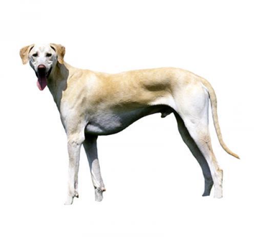 Слюги (арабская борзая)