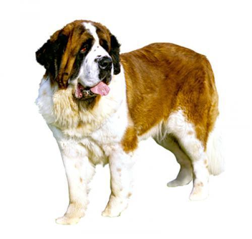 Сенбернар (средне-/длинношерстный)