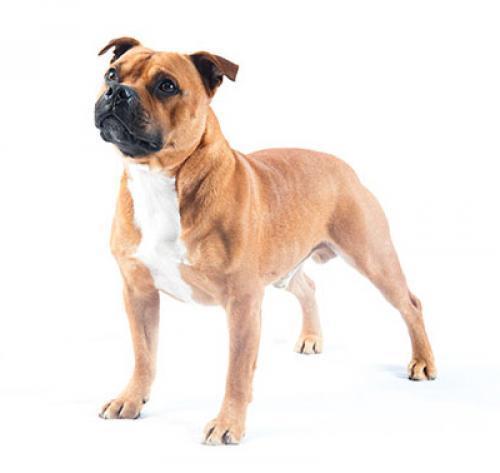 Стаффордширский бультерьер