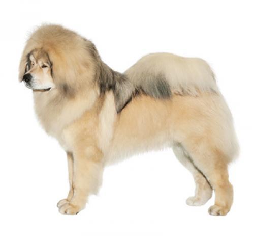 Тибетский мастиф