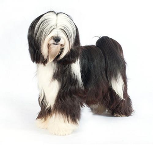 Тибетский терьер