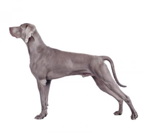 Веймарская легавая