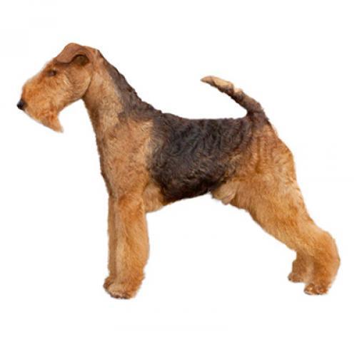 Вельштерьер