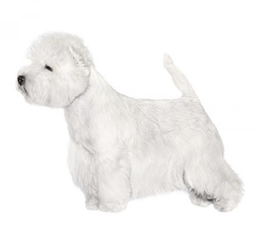 Вест Хайленд Уайт Терьер