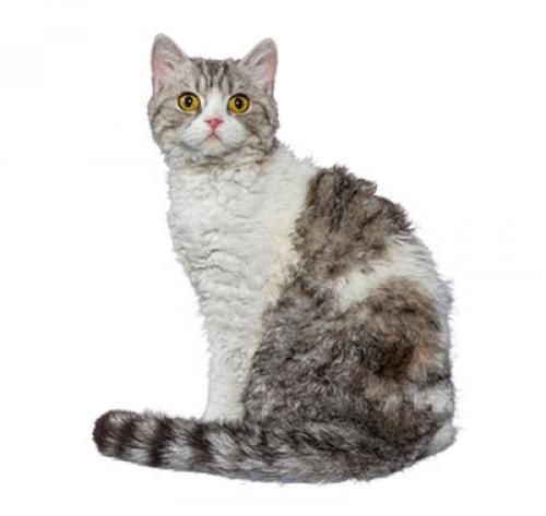 Селкирк-рекс