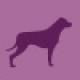 Dog purple